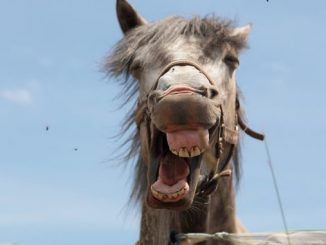 cheval durée de vie