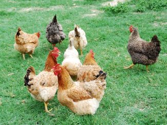 poule couve