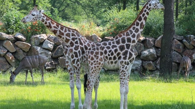 Combien mesure une girafe ? La taille moyenne d'une girafe