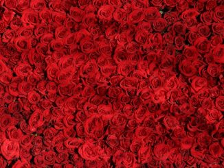 nombre roses st valentin