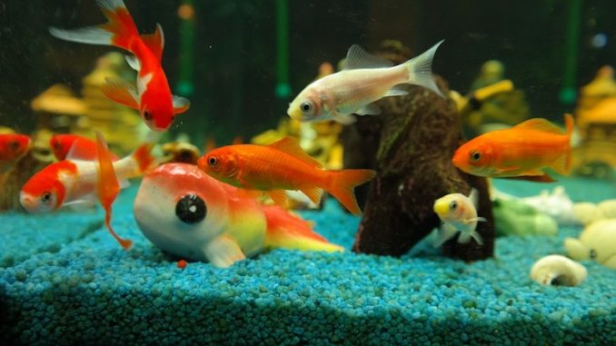 Combien De Poissons Mettre Dans Un Aquarium