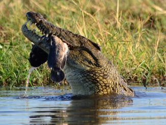 crocodile mange