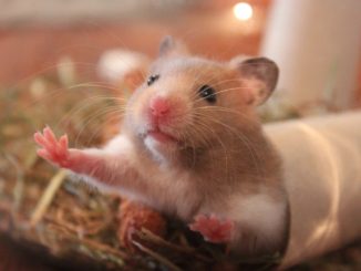 Durée de vie hamster