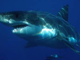 requin durée de vie