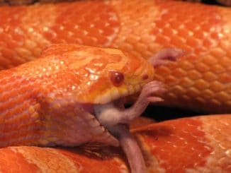 serpent mange une proie