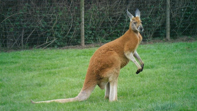 kangourou kangourou